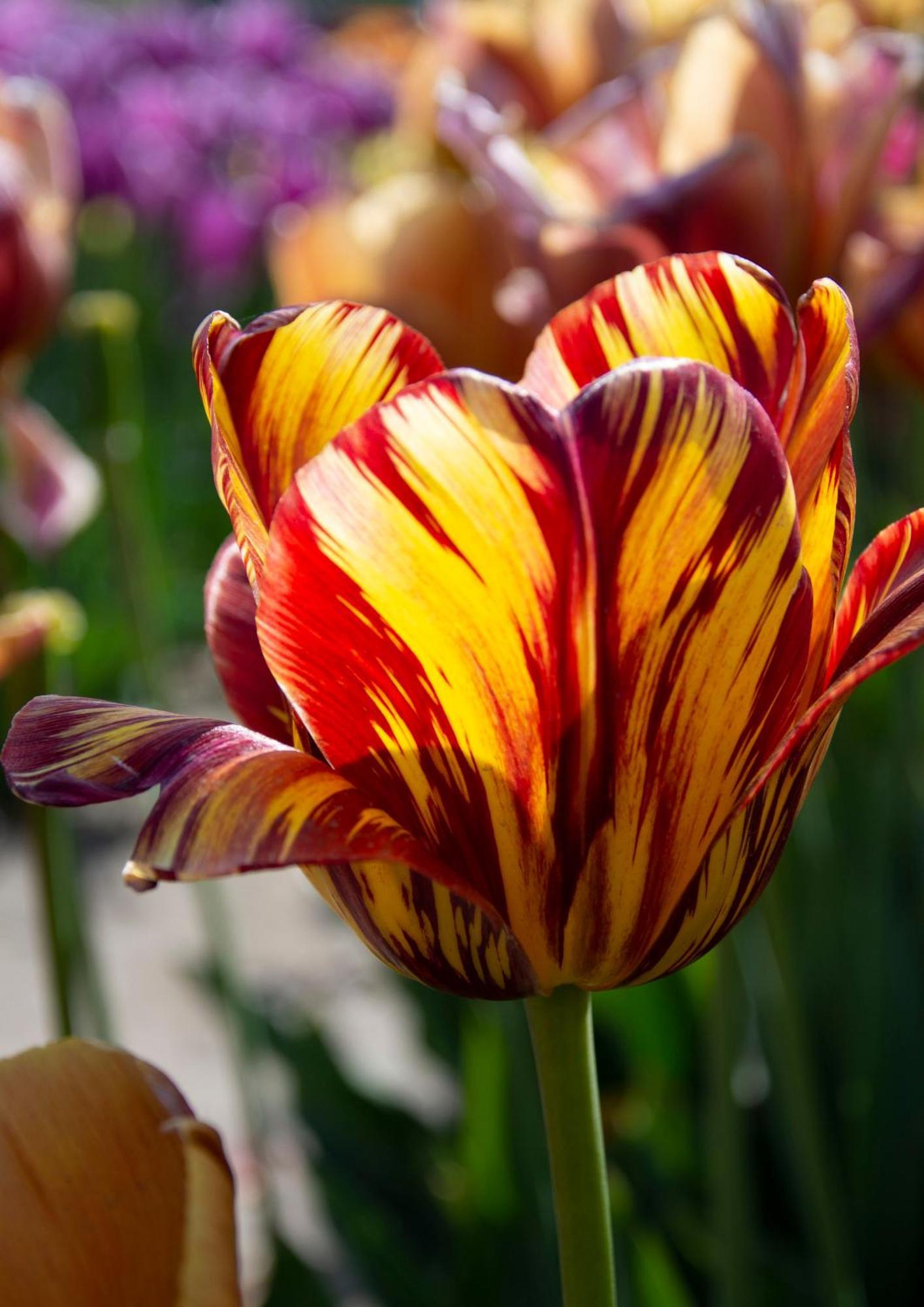 Bloem & Bed 't Zand Exterior foto